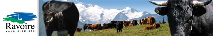 Vache  l'Arpille